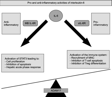 Pro And Anti Inflammatory Activities Of Il 6 Anti Inflammatory