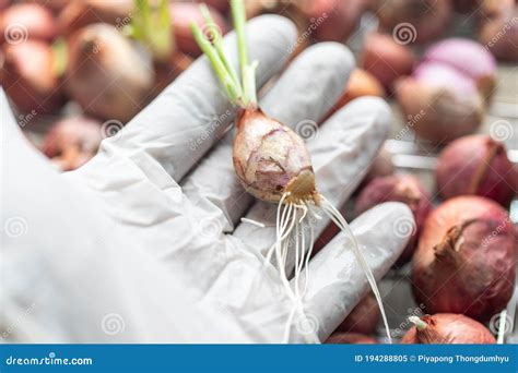 Semear Raízes De Cebola Para Estudar Células De Mitose Imagem de Stock