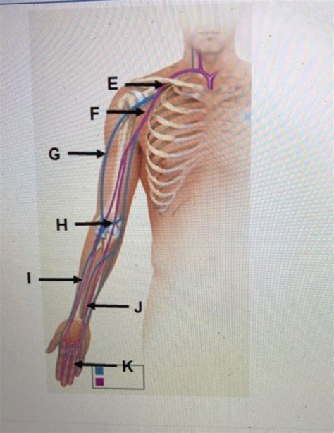 Solved Identify The Blood Vessel Labeled F Note You Must Chegg