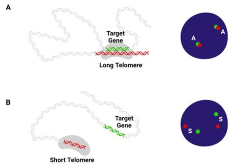 Ijms Free Full Text Regulation Of Gene Expression By Telomere