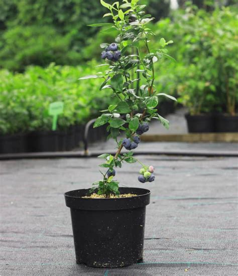 How To Grow Blueberries In Pots