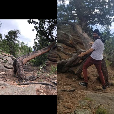 I See Your Happy Ass Tree In Colorado And Raise You This Bent Over Tree Also In Colorado R Funny
