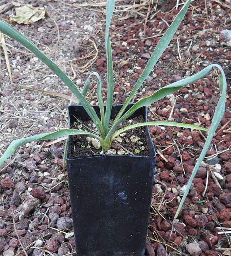 Yucca, Common (Yucca filamentosa), packet of 20 seeds | Strictly Medicinal Seeds