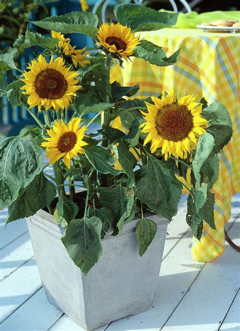 Helianthus Annuus Big Smile Photograph By Friedrich Strauss