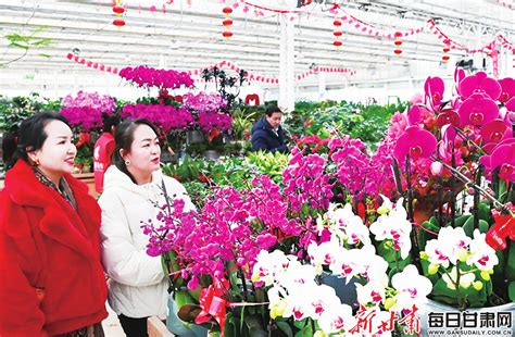 【图片新闻】春节临近 兰州各大花卉市场鲜花绿植日渐走俏