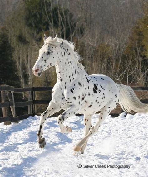 White Horse With Black Spots Future Dreams Pinterest Black Spot