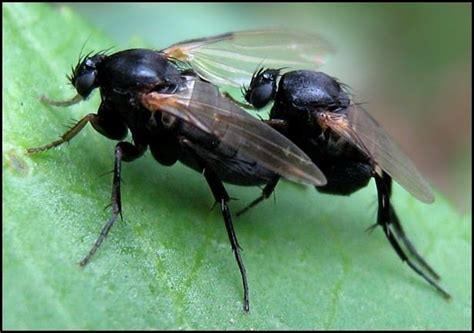 Phoridae - Alchetron, The Free Social Encyclopedia