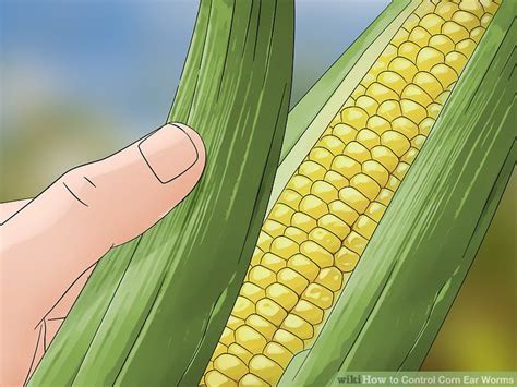 How To Control Corn Ear Worms Ears Of Corn Corn Corn Earworm