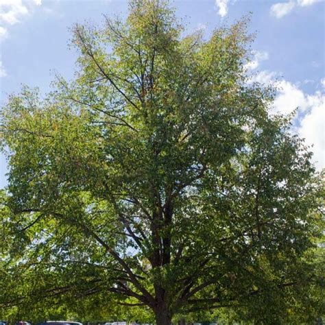 Greenspire Linden (Tilia cordata 'Greenspire') - 7 Gallon Potted Tree