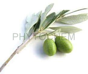 Olive Leaf Extract 20% Oleuropein - Phytochem International Inc.