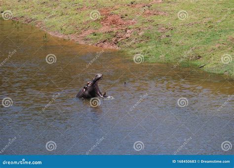 Hippo yawning stock image. Image of swimming, amphibius - 168450683