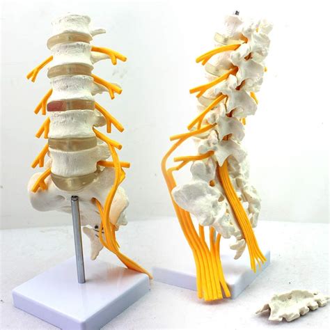 Buy Educational Model Lumbar Spine Model Life Size Sacral Nerve