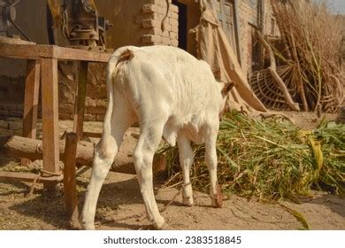 Brahman Cow Horns Royalty Free Images Stock Photos Pictures