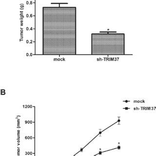 Knockdown Of Trim Inhibits Nsclc Cell Migration And Invasion In