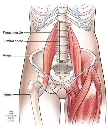 Psoas Syndrome: Symptoms, Causes & Treatment | by Hips Care | Medium