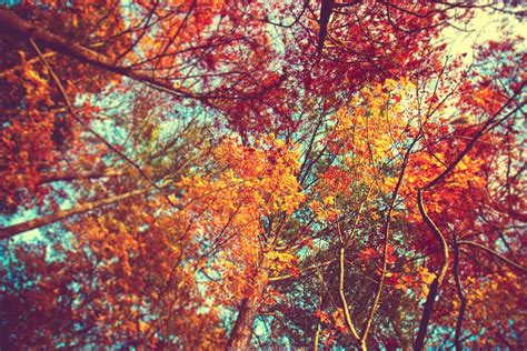 Cute Fall Wallpapers Top Free Cute Fall Backgrounds Wallpaperaccess