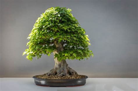 Jaka Doniczka Do Fikusa Bonsai