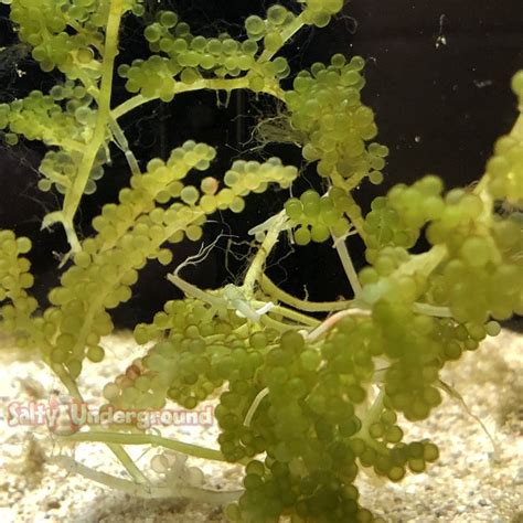 Caulerpa Aquarium