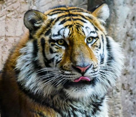 Free Images Watch View Zoo Predator Fauna Big Cat Close Up