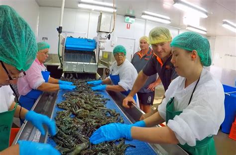 Australian Farmed Prawns - Australian Prawn Farming Industry