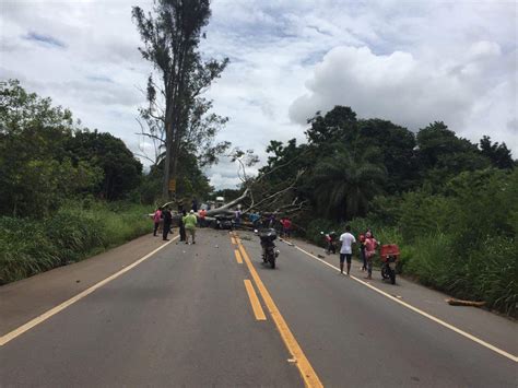 Portal Capara Rvore Cai Em Cima De Carro E Mata Jovem