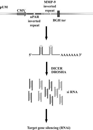 Scheme 1 Schematic Representation Of Sirna Expression For Upar And Download Scientific Diagram