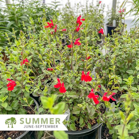 Hot Lips Meadow Sage Salvia Microphylla Hot Lips Shepherdssupply