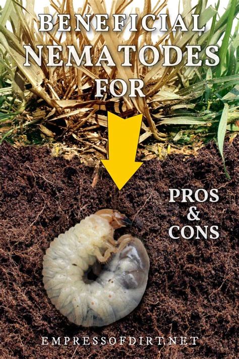 The Problem With Buying Beneficial Nematodes For Grub Control