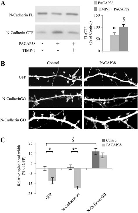 Adam10 Dependent Cleavage Of N Cadherin Modulates The Effects Of