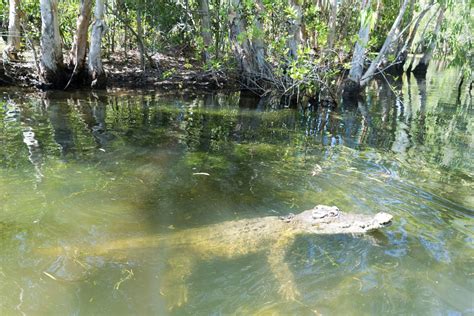 Visiting Hartleys Crocodile Adventures | Explore Shaw