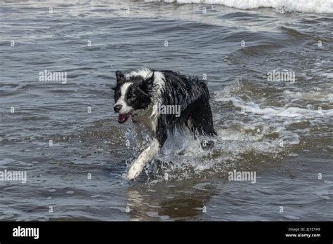 Border Collie After Swim Stock Photo Alamy