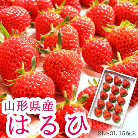 3月～5月お届け いちご 山形県産 ベリーホップはるひ 大粒15粒入ギフト箱入 クール便 くだもの七浦いちご の通販・ お取り寄せ