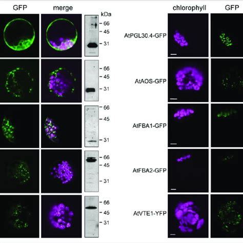 Transient Expression Of Gfp Fusion Proteins In Arabidopsis Protoplasts