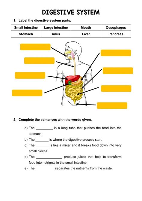 Digestive System Grade Worksheet