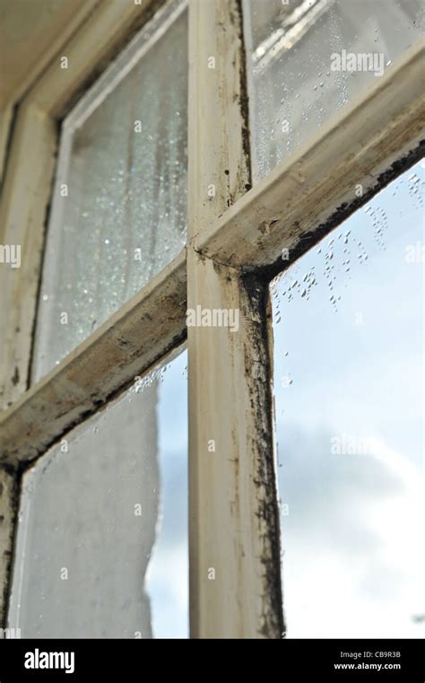 Rotten Wooden Sash Window Damaged By Damp And Condensation Needing