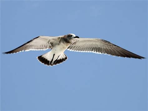 مدونة الطيور الجميلة Nawras Bird طائر النورس رائع