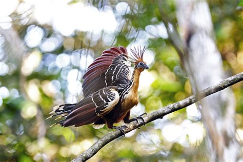 Hoatzin Bird Hassles Evolutionists