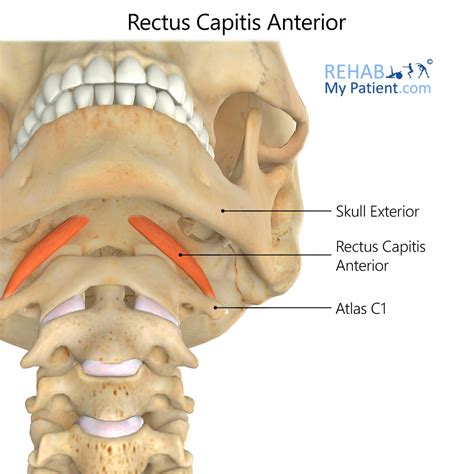 Rectus Capitis Anterior | Rehab My Patient