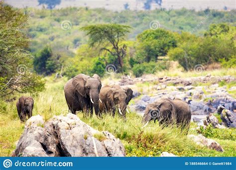 African Elephants In Masai Mara National Park Kenya Africa Stock