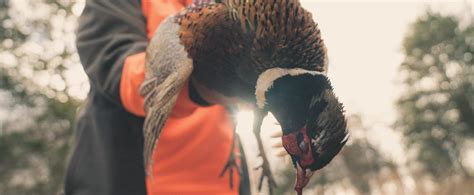 Pheasant Hunting Tips, Tactics, Videos and Articles - Project Upland