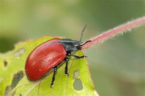 Beetle Beetles Coleoptera Kever Kevers Keversoorten Meikever