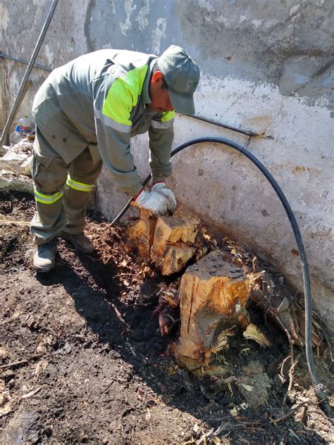 Alcald A Cuauht Moc On Twitter Los Restos De Rboles Que Quedan