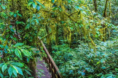 Free Images Vegetation Tree Natural Environment Jungle Rainforest