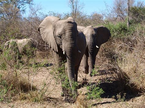 Elefanten Afrika Wildtier Kostenloses Foto Auf Pixabay