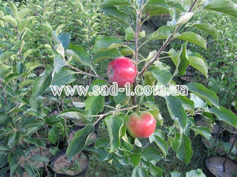 Саженцы яблони Эрли Женева