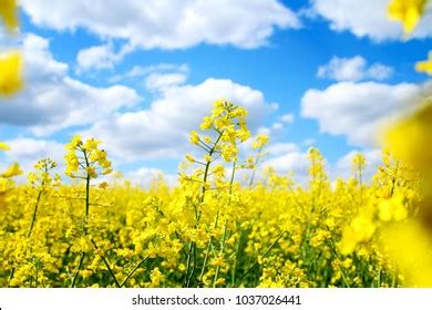 Blooming Canola Rapeseed Field Free Stock Photo | picjumbo