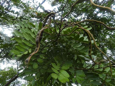 Albizia Multiflora From Quinto Guayas Este Guayaquil Ecuador On May 1