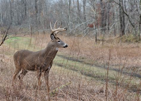 How To Find And Buy The Best Hunting Land In Southern Illinois