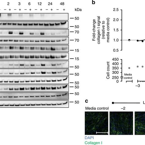 Tgf Induces Smad Phosphorylation And Mtor Signaling And Upregulates