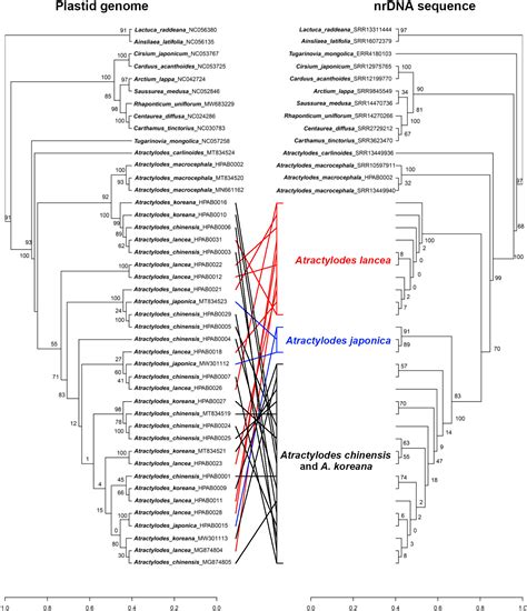 Frontiers Phylogenomic Analyses Based On The Plastid Genome And